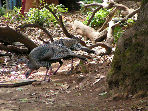 Wild turkeys feeding on the property