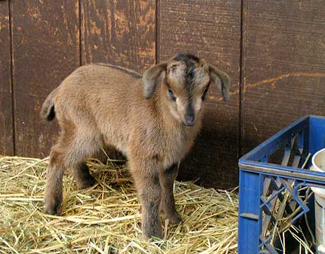 dun coloration on a weekold San Clemente kid goat