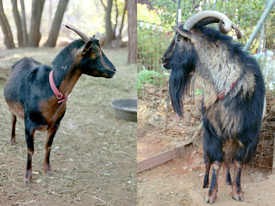 Image of a female and male adult San Clemente goat
