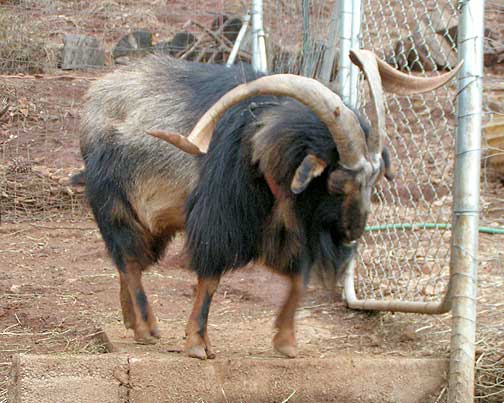 Example of the horns on a buck San Clemente goat