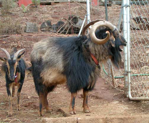 Standard coloration of an adult male San Clemente goat