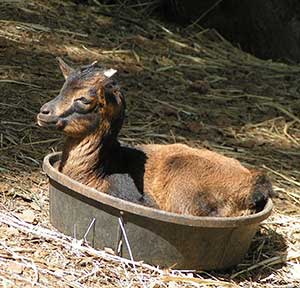 Goats like to relax in the rubber tubs.