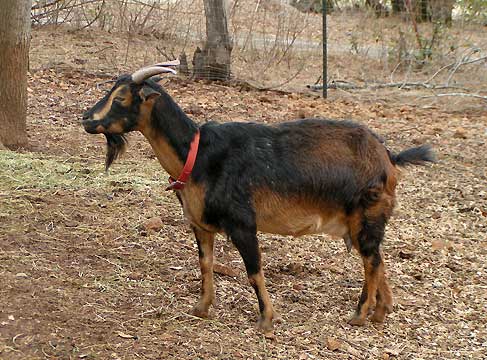 Standard coloration of an adult female San Clemente goat