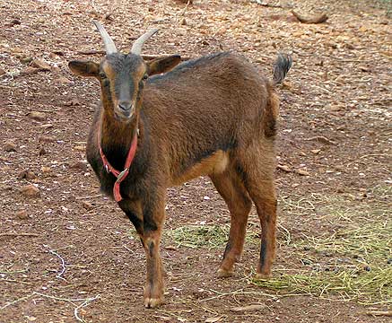 Red coloration in a San Clemente goat