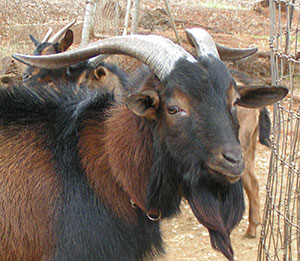 Sangrio at two years old. 