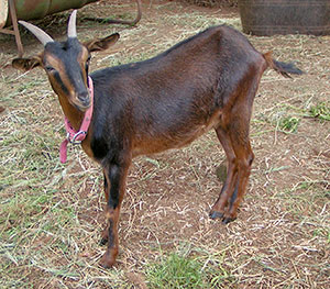 PsiKeep Ranch #PSI-G-06: Yearling doe for sale