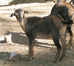 PsiKeep Ranch #Psi-J-01: male kid for sale