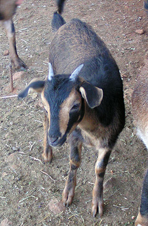 PsiKeep Ranch #Psi-J- 02: female kid for sale