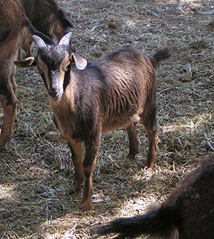 PsiKeep Ranch #Psi-J-03: buck kid for sale