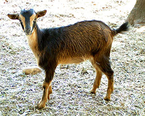 PsiKeep Ranch #Psi-J-04: doe kid for sale