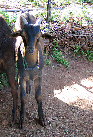 PsiKeep Ranch #PSI-J-05: buck kid for sale