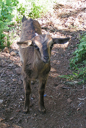 PsiKeep Ranch #PSI-J-06: doe kid for sale