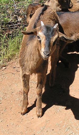 PsiKeep Ranch #PSI-J-08: doe kid for sale
