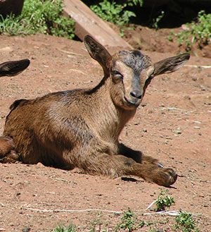 PsiKeep Ranch #PSI-J-10: doe kid for sale