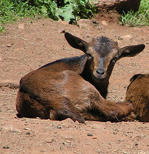 PsiKeep Ranch #PSI-J-12: doe kid for sale