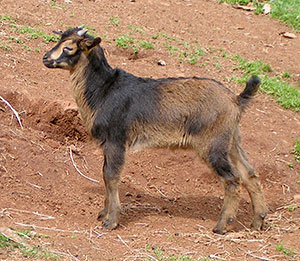 PsiKeep Ranch #Psi-1-01: male kid for sale