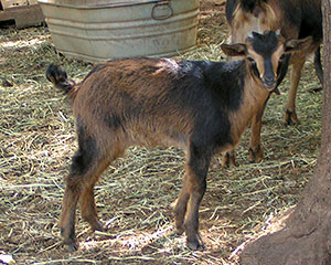 PsiKeep Ranch #Psi-K-04: doe kid for sale