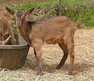 PsiKeep Ranch #PSI-K-05: buck kid for sale