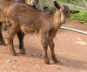 PsiKeep Ranch #PSI-K-06: doe kid for sale