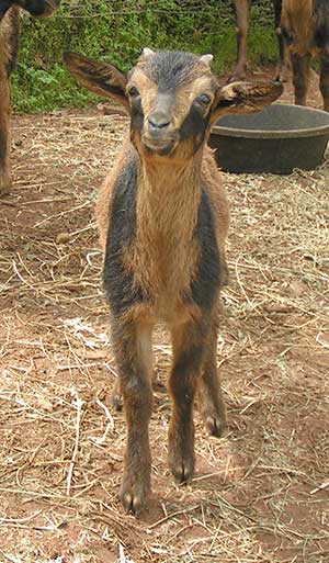 PsiKeep Ranch #PSI-K-07: buck kid for sale