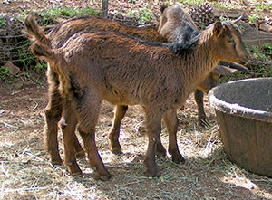 PsiKeep Ranch #PSI-K-08: doe kid for sale