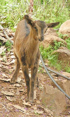 PsiKeep Ranch #PSI-K-10: doe kid for sale