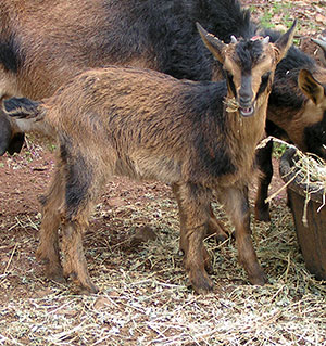 PsiKeep Ranch #PSI-K-12: doe kid for sale