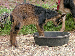 PsiKeep Ranch #PSI-J-14: Doe kid for sale